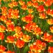 20070415_hitachikaihinkoen_030